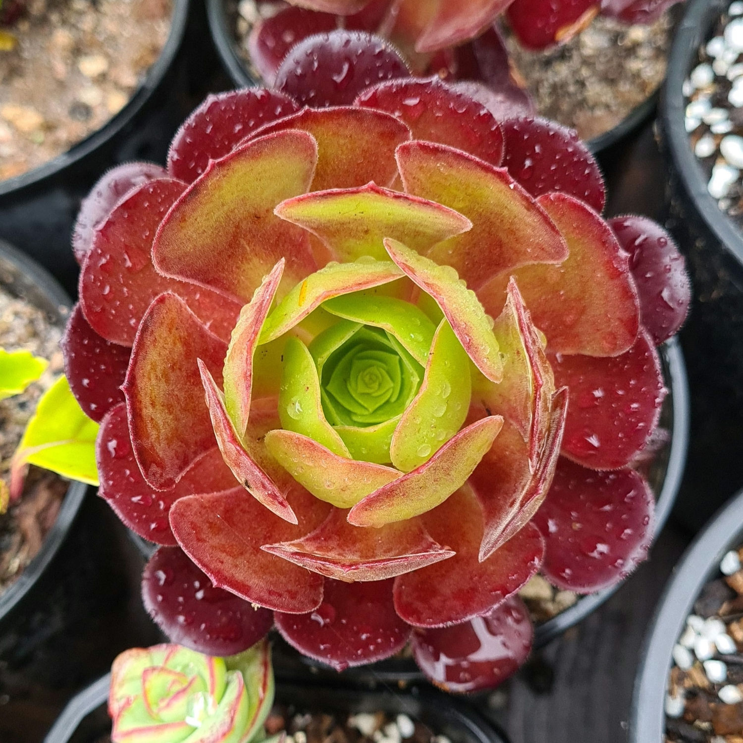 Aeonium aboreum 'Chocolate rose'