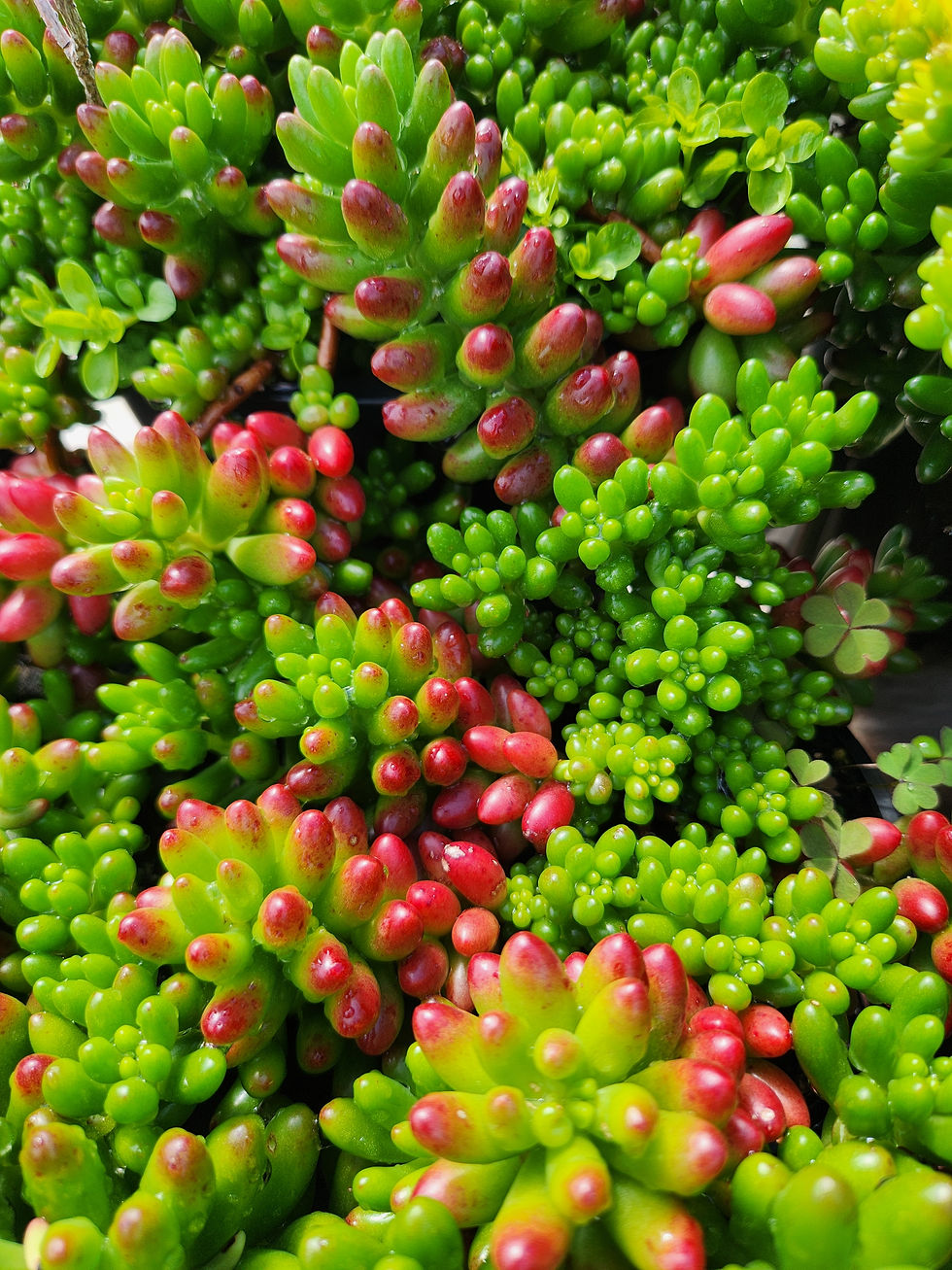 Sedum rubrotinctum (red jelly beans)
