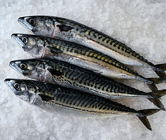 MACKEREL WHOLE