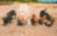 dogsinline