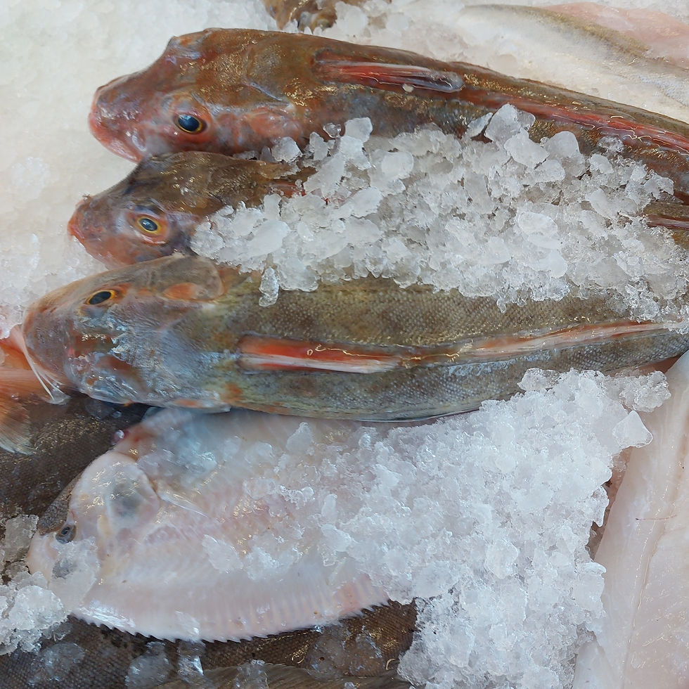 gurnard