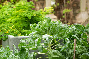 Abbeyfield Colyton Honiton Exterior-203.jpg