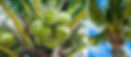 Coconut.JPG