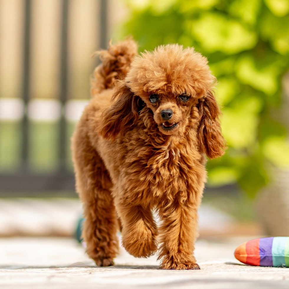Red Toy Poodle standing outdoors at Passionate Poodles in Lancaster County, PA