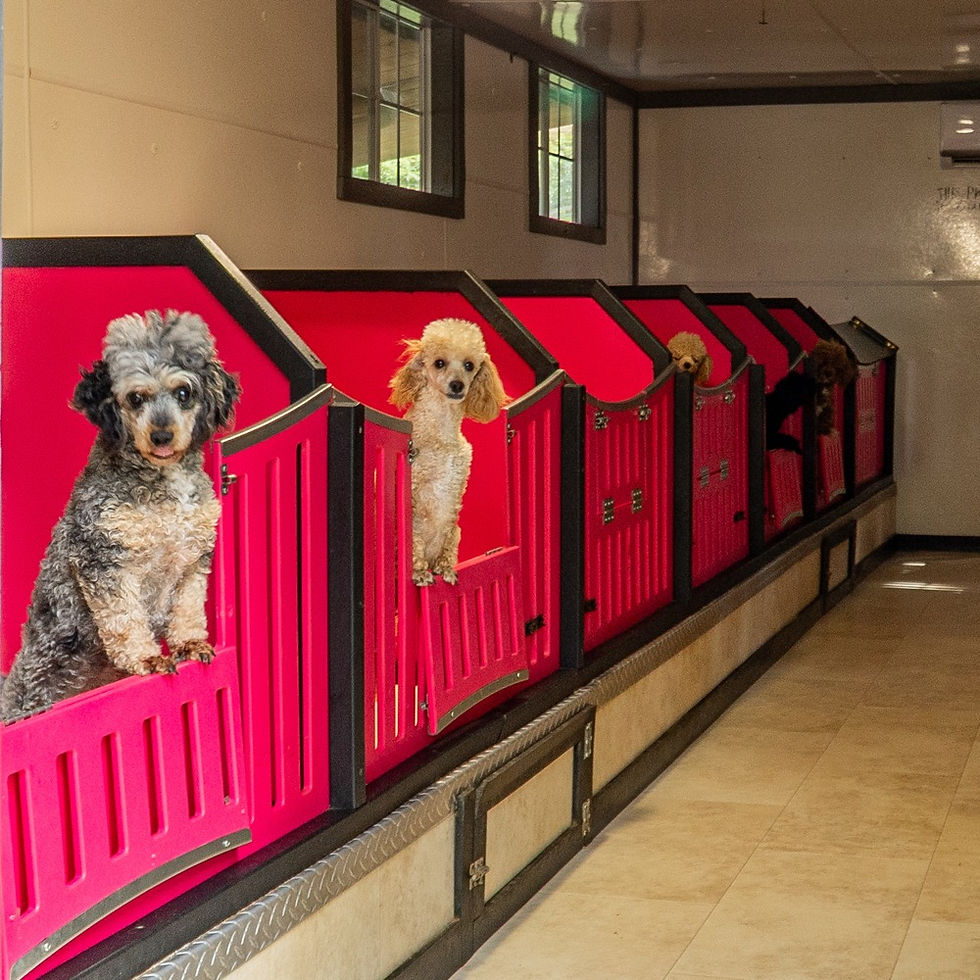 puppies-1.JPG