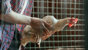 "¿Cómo medir el compromiso con el bienestar animal?"