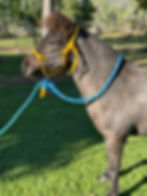 Thumbnail: Rope Hackamore with 9ft Rein & 10 ft Lead