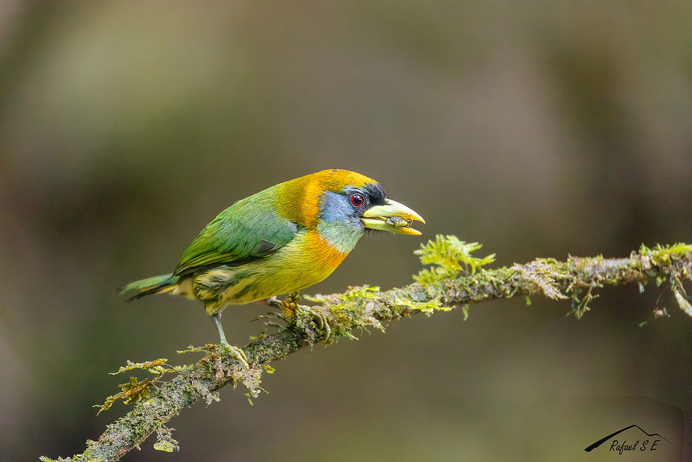 Eubucoo Bourcierii. Valle del cauca - Colombia.