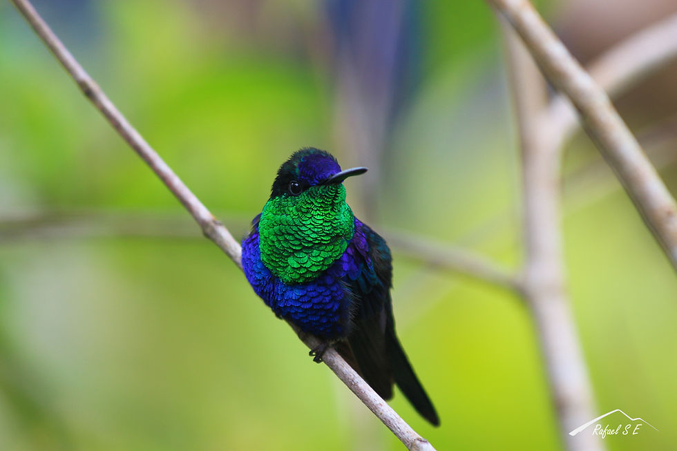 Thumbnail: Wildlife and bird photography workshop - ONLINE
