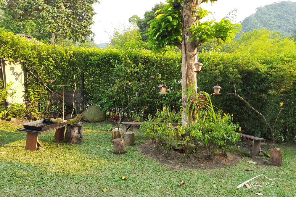 Fotografía de aves en el patio de la casa