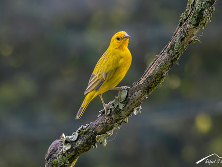 Fotografía de aves en el patio de la casa
