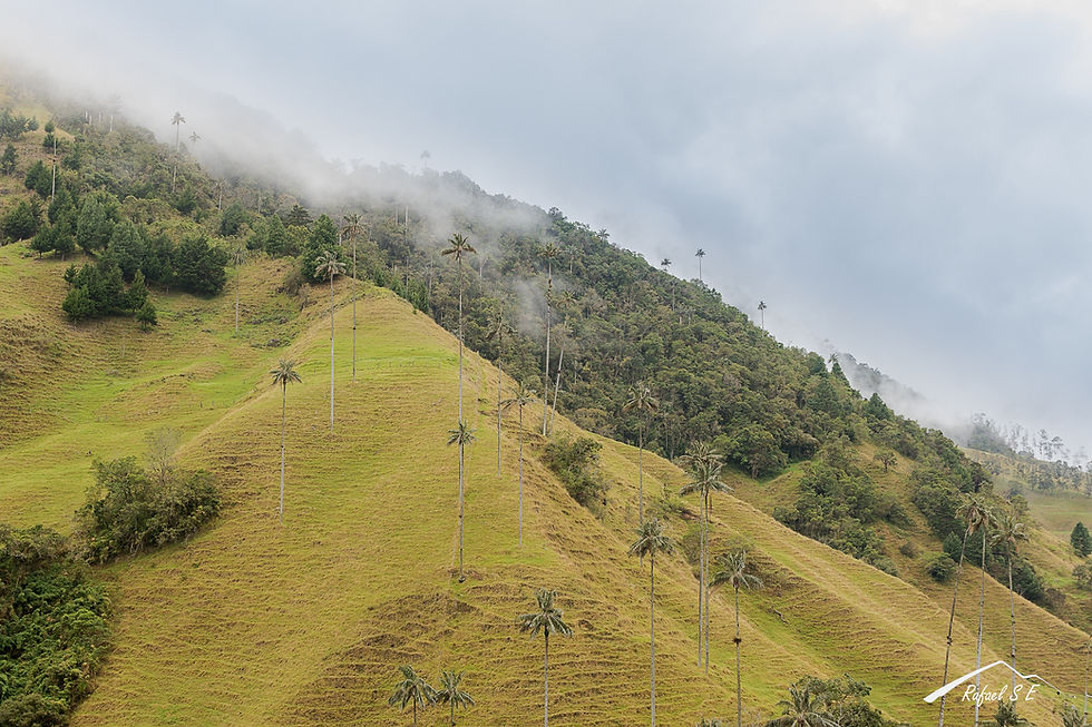 Valle del Cocora - Cementerio de Palmas