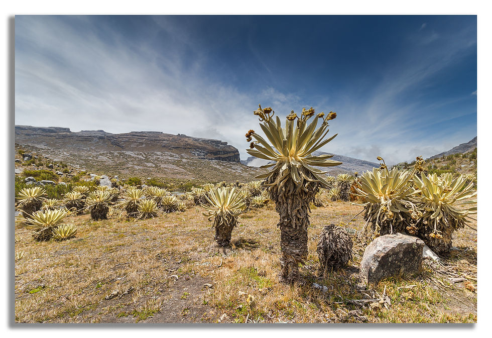 Thumbnail: frailejones valley
