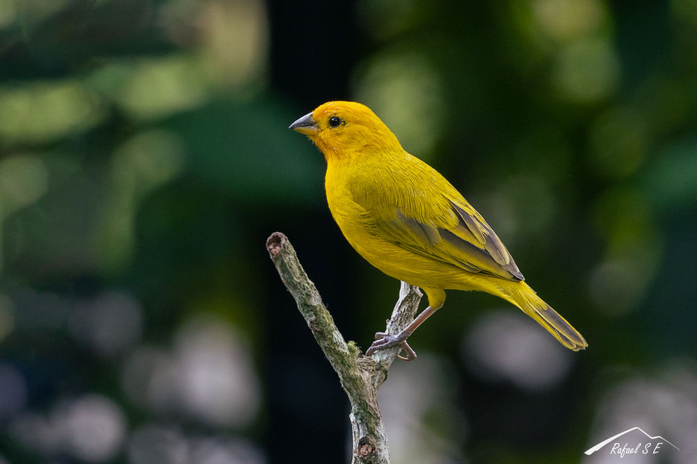 Fotografía de aves en el patio de la casa