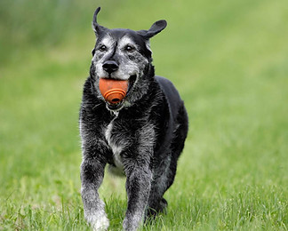 alter-hund-spielt-mit-ball.jpg