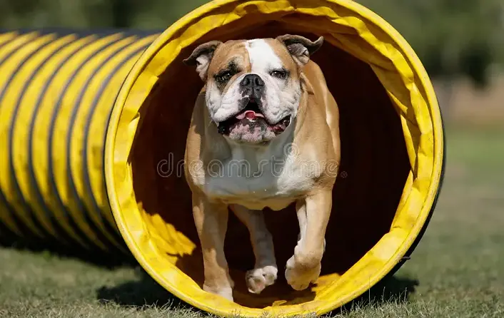 tunnel-hund-12152474.webp