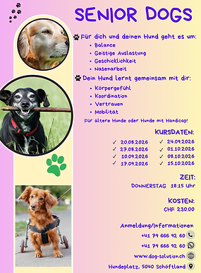 Senior Dogs_20260627_191350_0000.png
