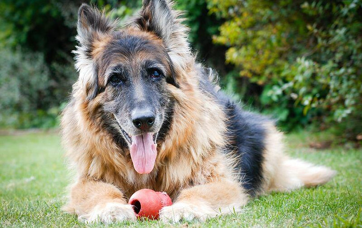 alter-schaeferhund-mit-spielzeug.jpg