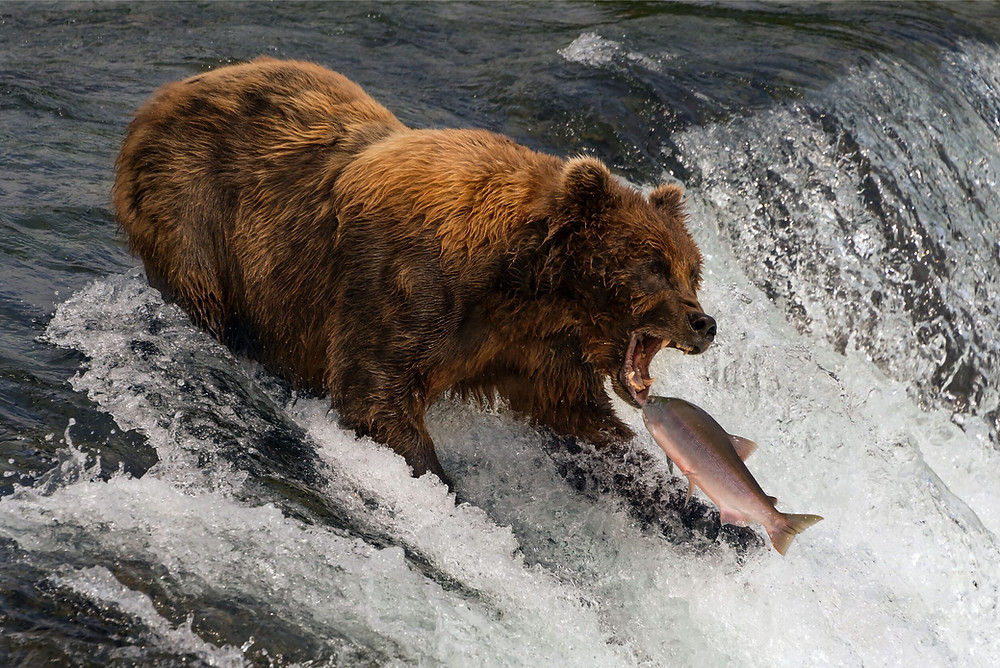 Brown bear with shaggy fur catching a fish to eat in a river with running water