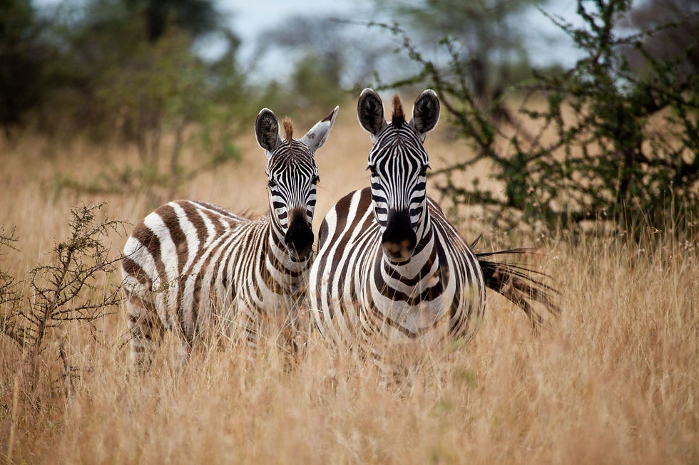 Two zebras standing in a savannah, Serengeti.