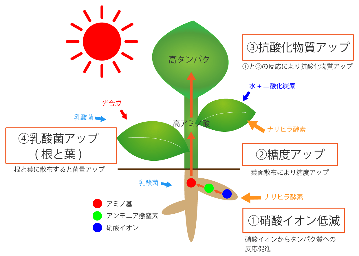 乳酸菌入り野菜の栽培方法 画像.gif