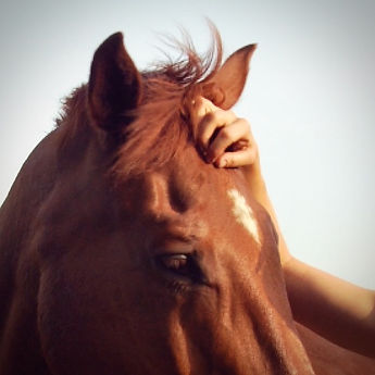 Hand rust zacht op het hoofd van voskleurig paard Tanthor
