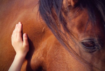 Rustig contact tussen mens en paard bij The Greatest Barn