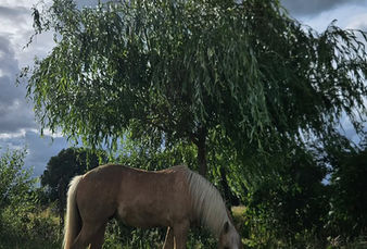 Paard tussen natuurlijke begroeiing in het paddock paradise van The Greatest Barn