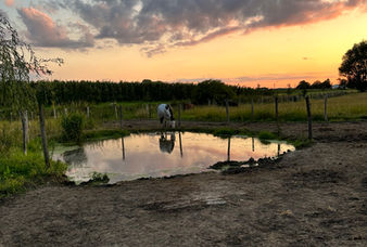 Paddock Paradise met poel bij The Greatest Barn paardenpension in Dentergem.