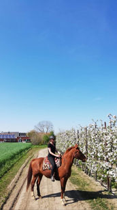 Ruiter op voskleurig paard Tanthor langs bloeiende fruitbomen