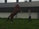 Grondwerk met een paard tijdens een trainingsmoment