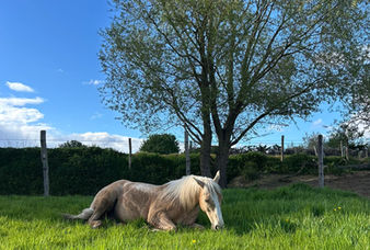 Paard graast op de weide van The Greatest Barn in Dentergem