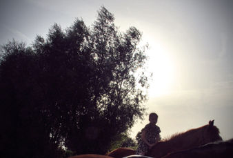 Ruiter te paard tussen de paarden bij The Greatest Barn in Dentergem