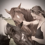 Vrouw maakt rustig contact met meerdere paarden