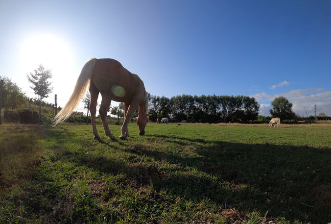 Paarden grazen op de weide van The Greatest Barn paardenpension in Dentergem