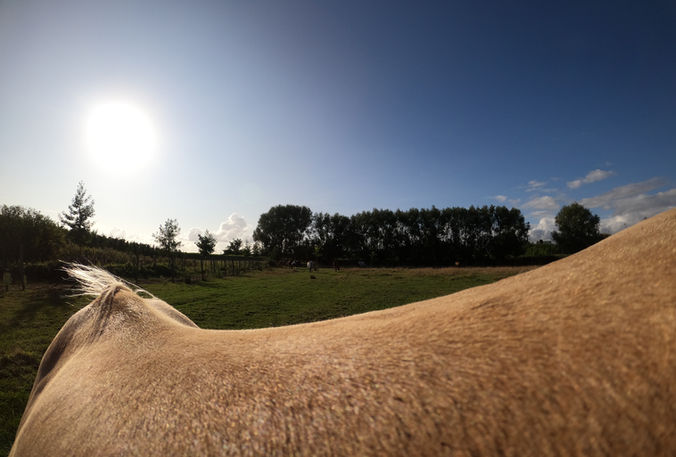 Track van het paddock paradise bij The Greatest Barn in Dentergem