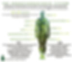 endocannabinoid system.webp