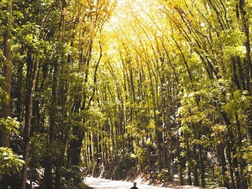 "Bilar Man-Made Forest" in Bohol