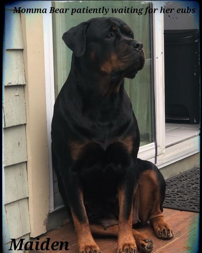 Odin and Maiden winter breeding 2025 | Ironclad rottweiler