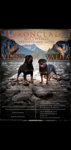 Vinny and Valha's litter planned for fall 2025 | Ironclad rottweiler