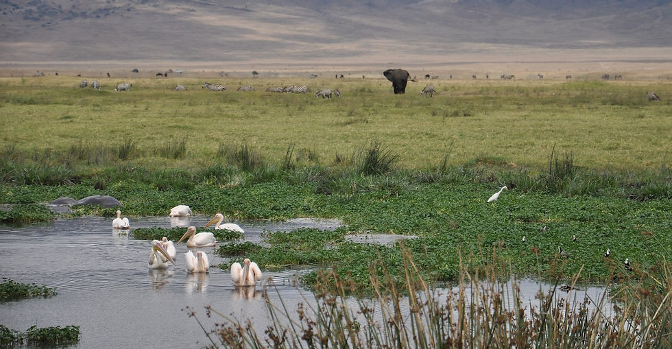 in Ngorongoro crater Livingstone's Africa