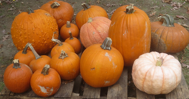 Pumpkins by Jean Stringham, Lasell Village_edited.jpg