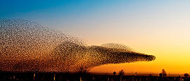 Birds-blog.jpg