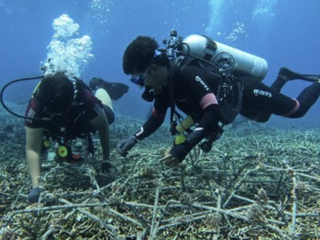 Coral Triangle Center: Mengedukasi Pentingnya Konservasi Karang dan Lautan