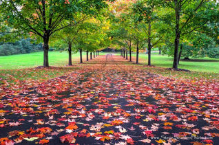 Lawn and Landscaping Fair Haven, Rumson NJ