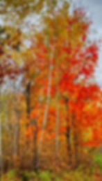 Autumn Tree hypnotherapy