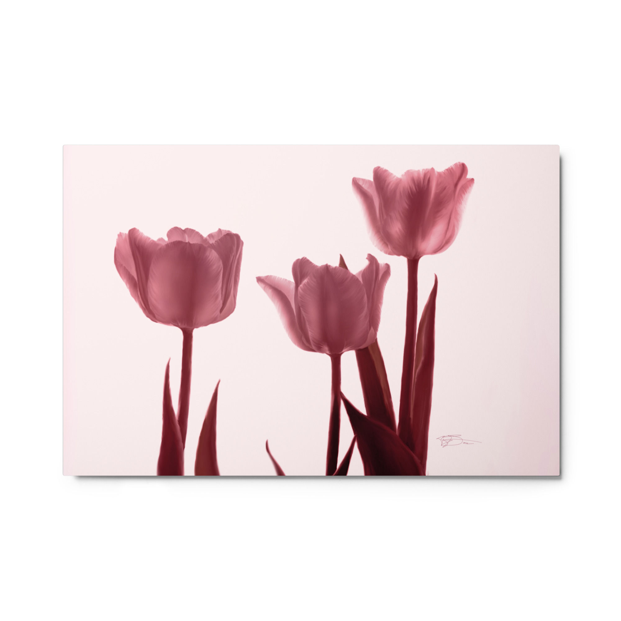 Tulips in Pink Metal Sublimation Print