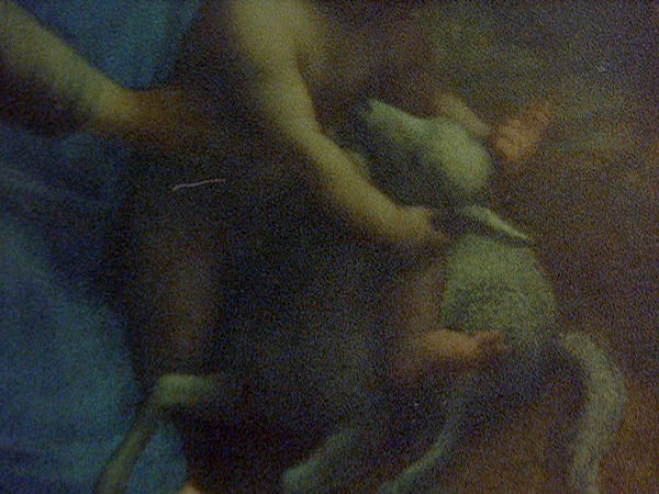 Mouton du Louvre Nobuhiro Shimura 志村信裕