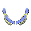 Dev of orofacial str.png