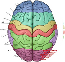 Functional Brain Systems.png